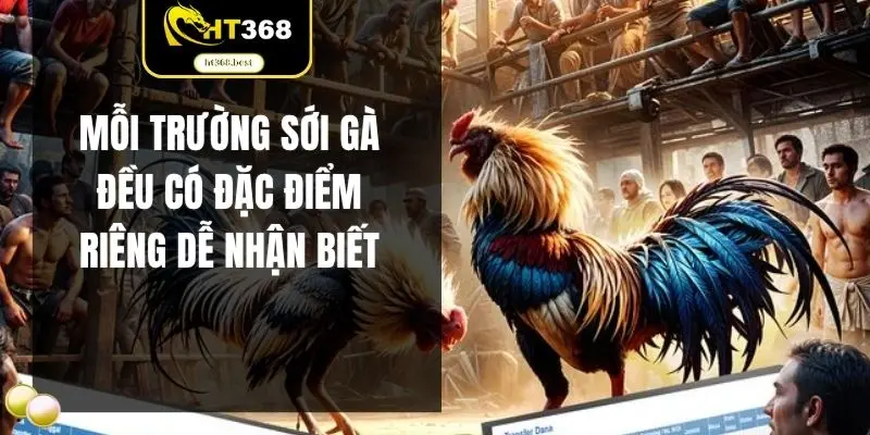 Mỗi trường sới gà đều có đặc điểm riêng dễ nhận biết