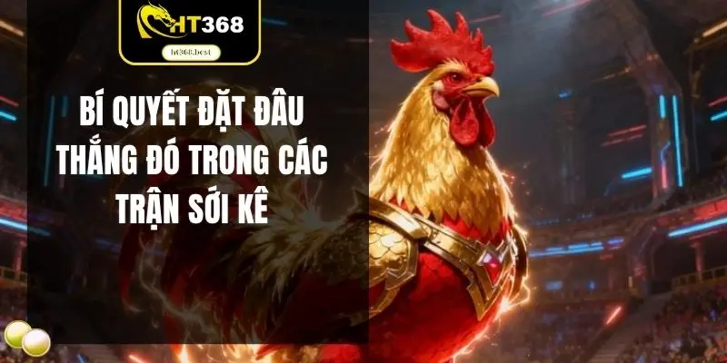 Bí quyết đặt đâu thắng đó trong các trận sới kê