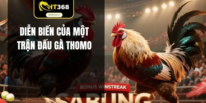 Diễn biến của một trận đấu gà thomo