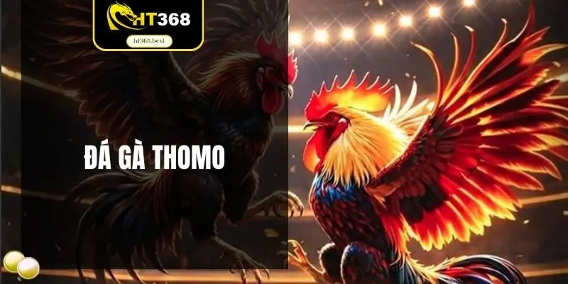 Đá gà thomo