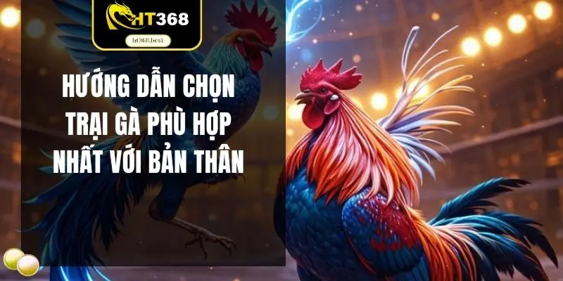 Hướng dẫn chọn trại gà phù hợp nhất với bản thân