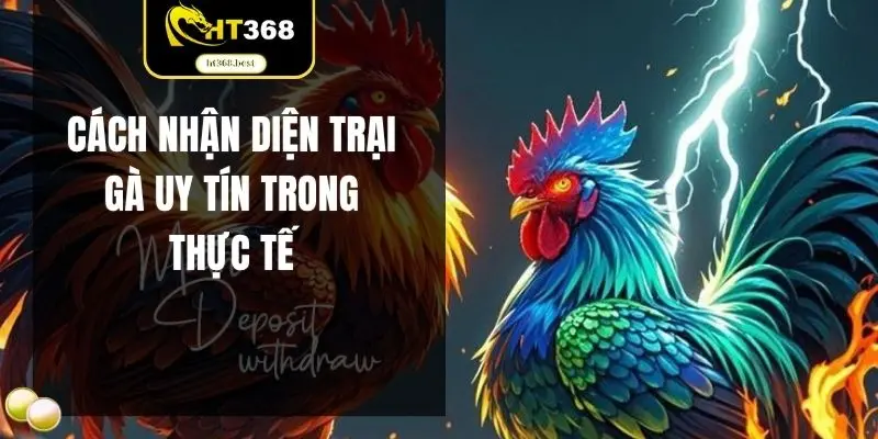Cách nhận diện trại gà uy tín trong thực tế