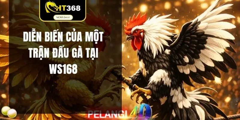 Diễn biến của một trận sới gà tại WS168