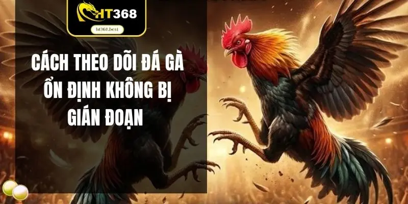 Cách theo dõi đá gà ổn định không bị gián đoạn